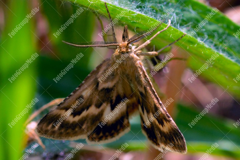 Close up of a butterfly
