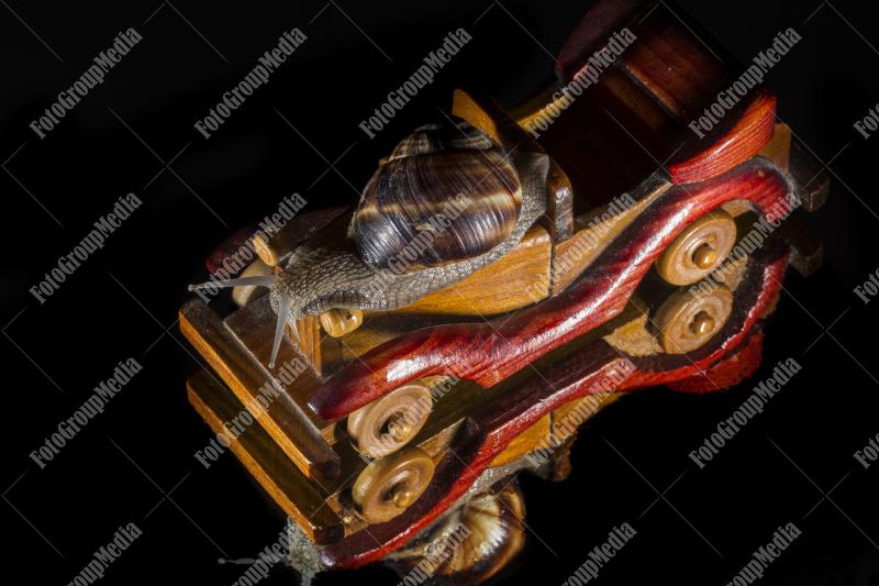 Curious snail and toy car
