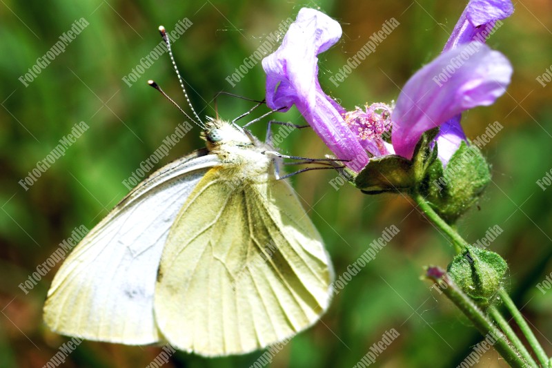 Butterfly and flower