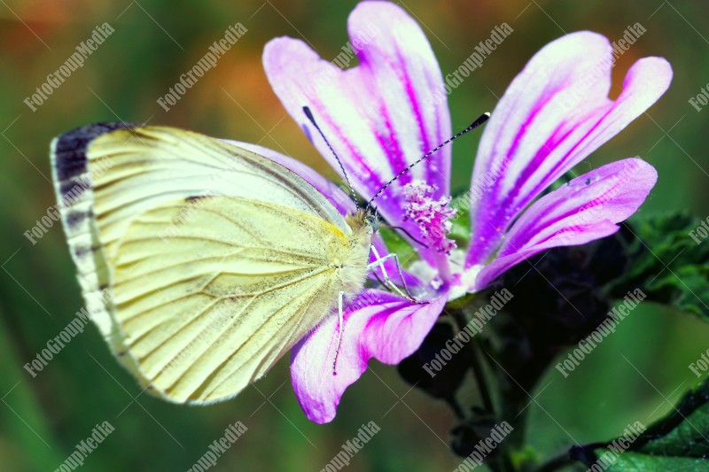 Butterfly on purple flower