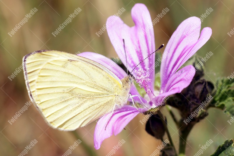 Butterfly and flower