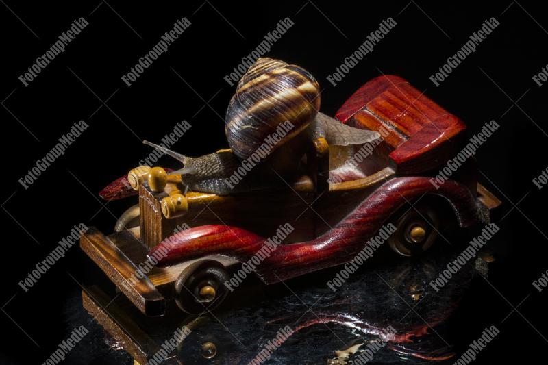 Snail and toy car isolated on black background