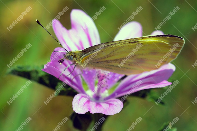 Butterfly and flower