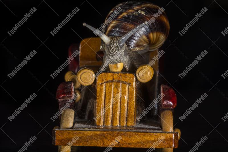Snail and toy car isolated on black background
