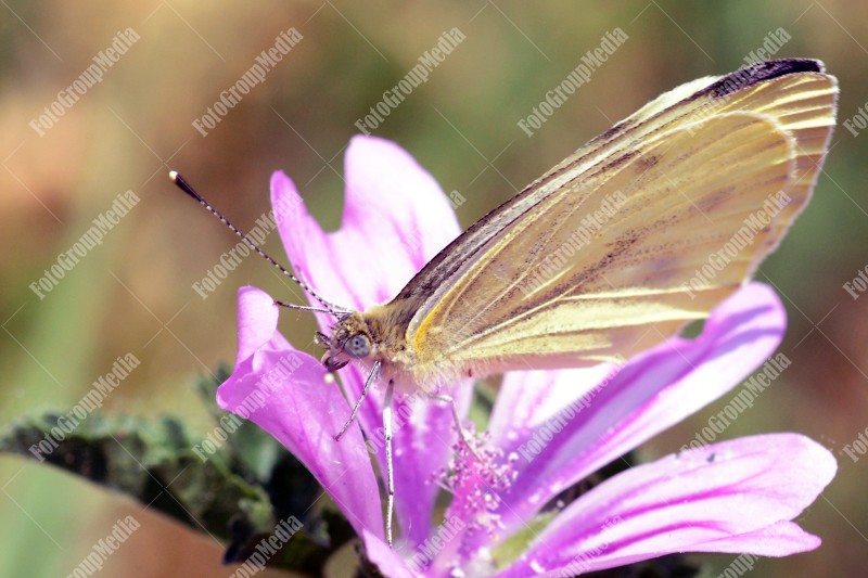 Butterflt and flower
