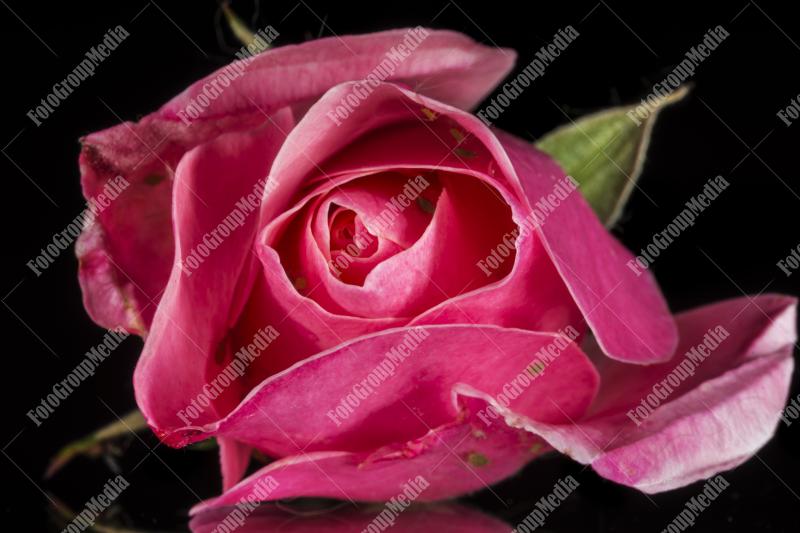 Pink rose isolated on black background