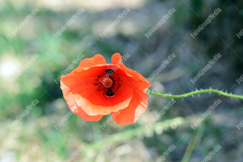 Poppy flower