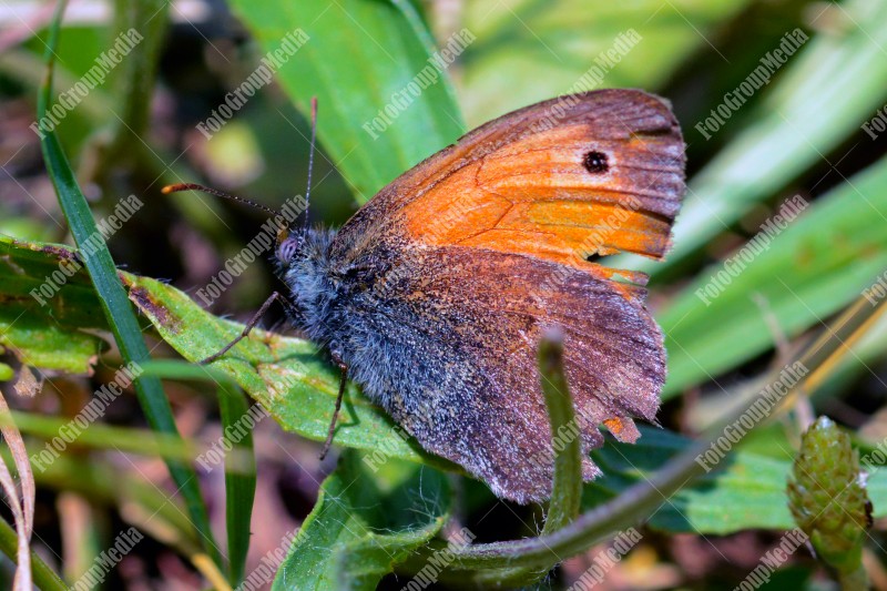 Close up of a butterfly