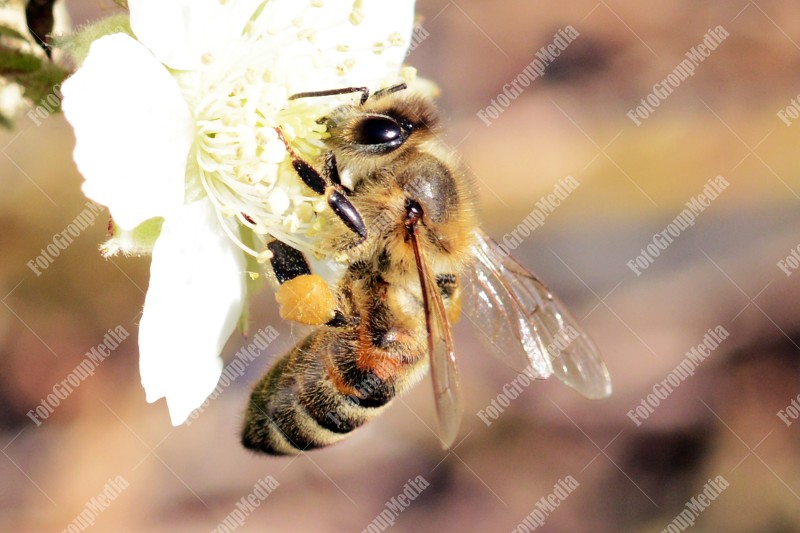 A honey bee delicately gathers nectar from a blooming white flower