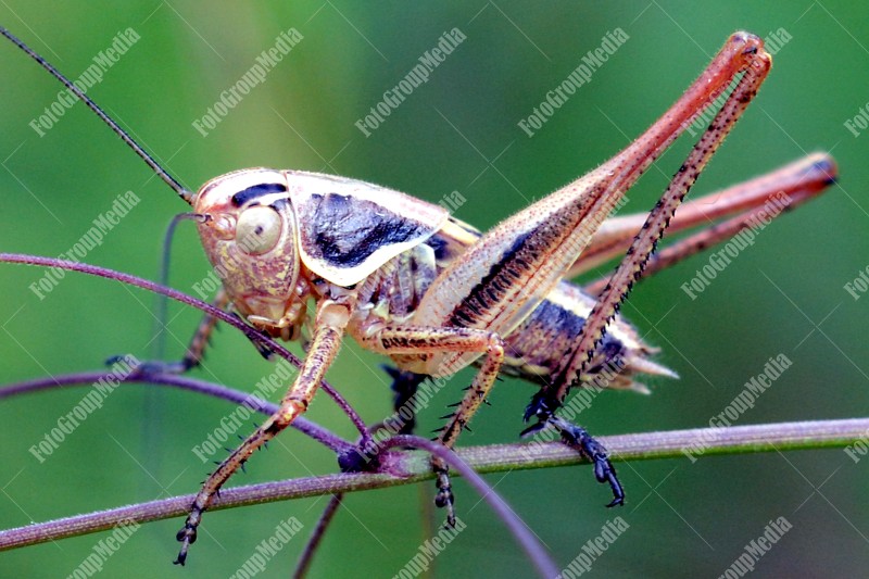Close up, grasshopper
