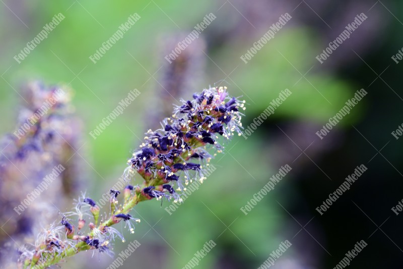 Small purple flowers on branch