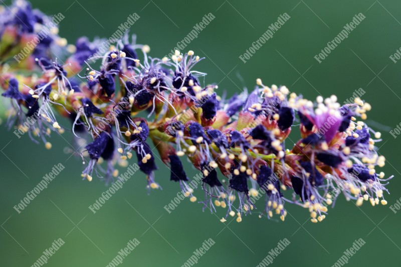 Small purple flowers on branch