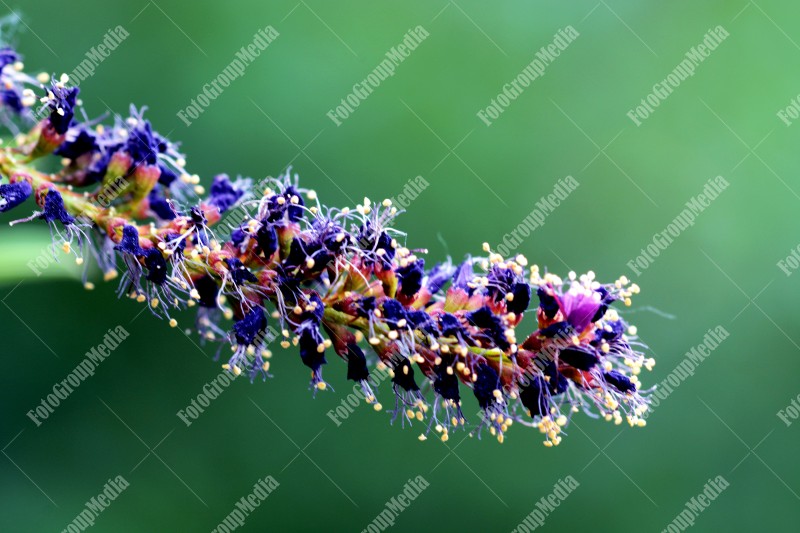 Small purple flowers on branch