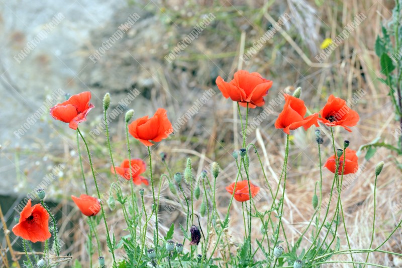Poppy flowers