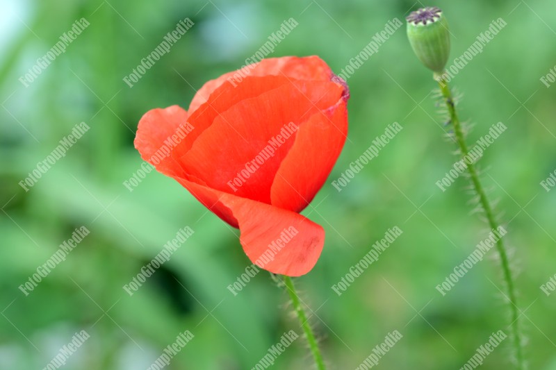 Poppy flower on green background