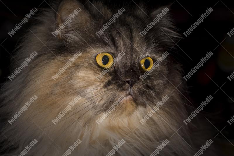 Persian cat