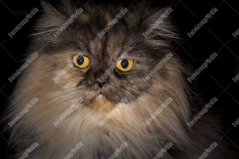 Persian cat