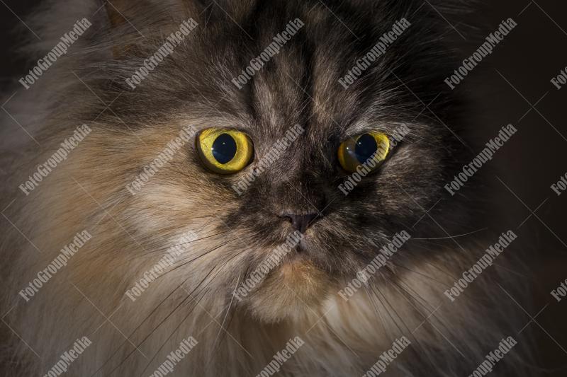 Persian cat