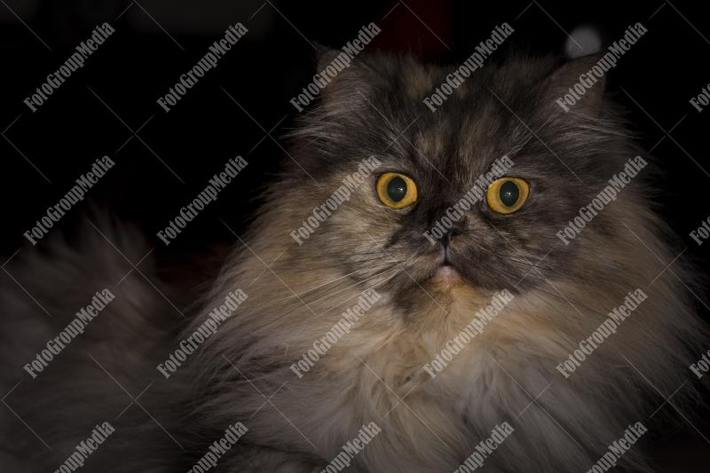 Fiffy, the grey persian cat