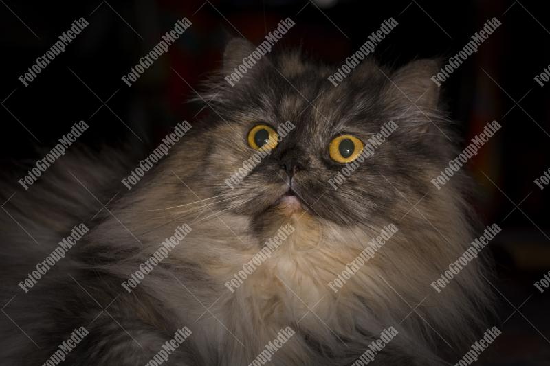 Fiffy , grey female cat