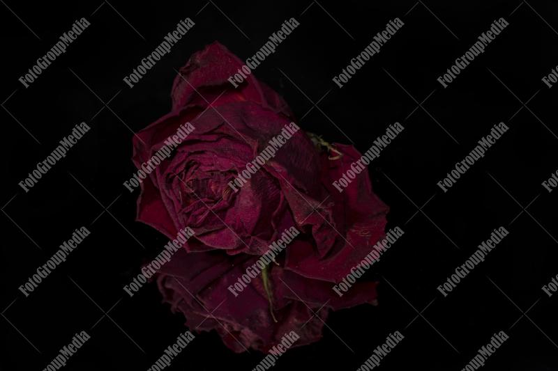 Dry red rose on mirror