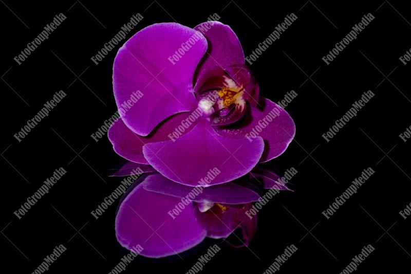 Purple orchid isolated on mirror