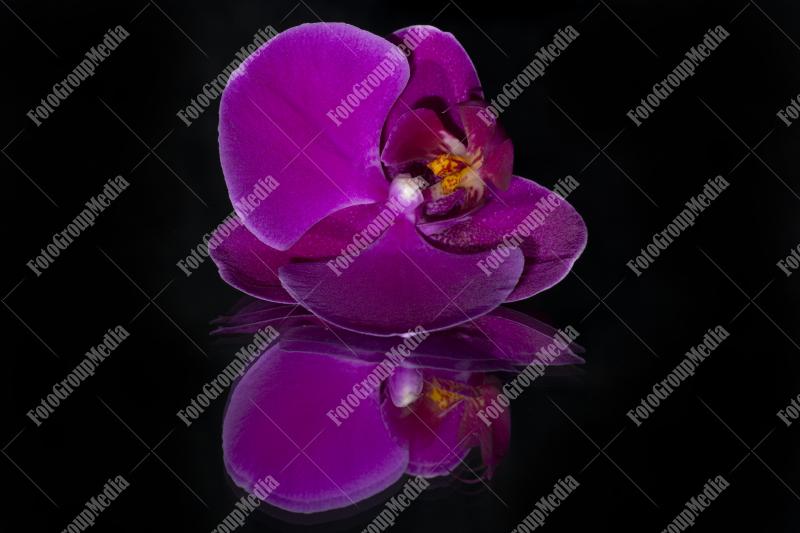 Purple orchid isolated on mirror