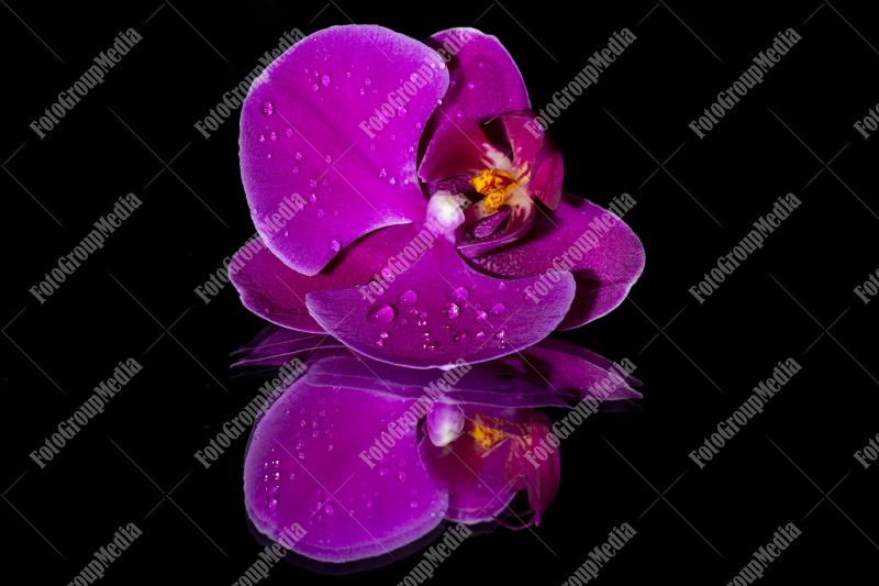 Purple orchid isolated on mirror
