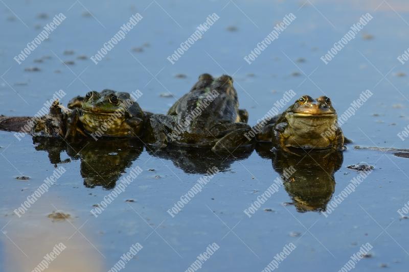 Three frogs basking under sun
