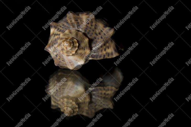 Shell isolated on mirror