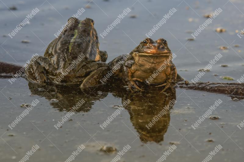 Frogs on the lake