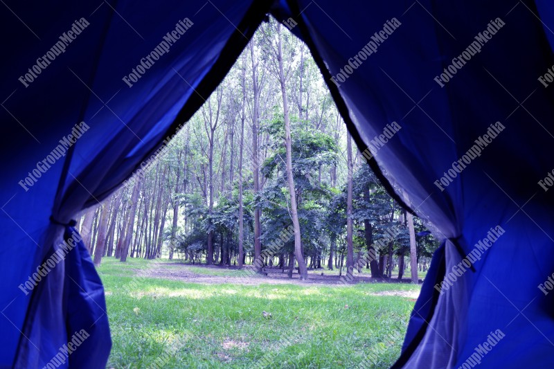 Forest seen from tent