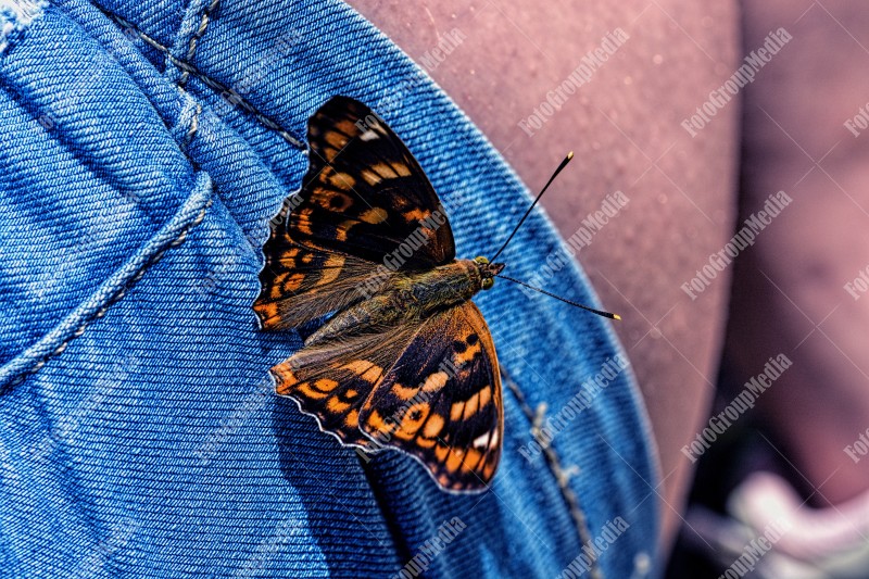 Jeans and butterfly