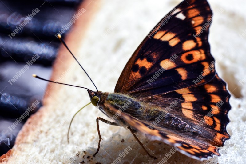 Butterfly resting on a piece of bread