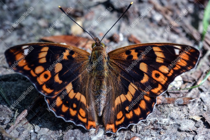 Butterfly with wings spread