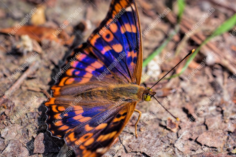 A majestic butterfly