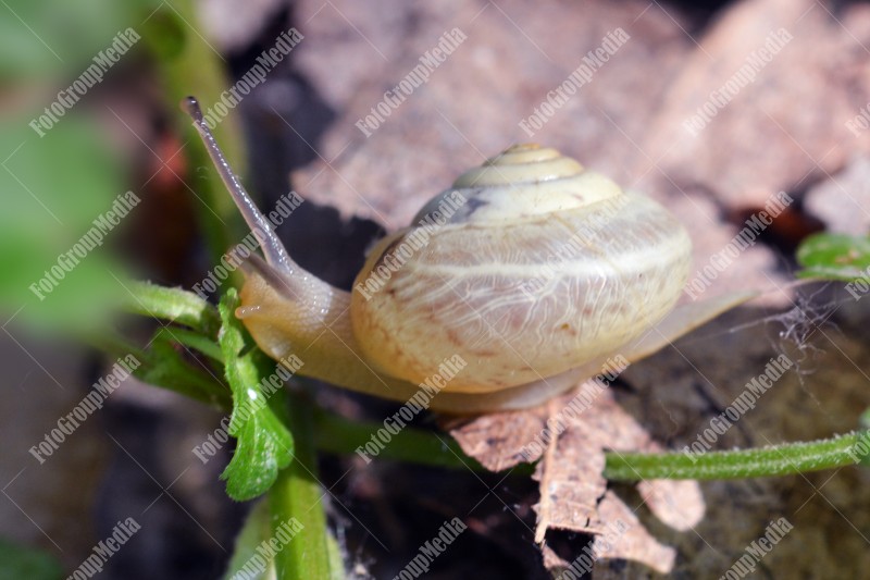 Curious snail
