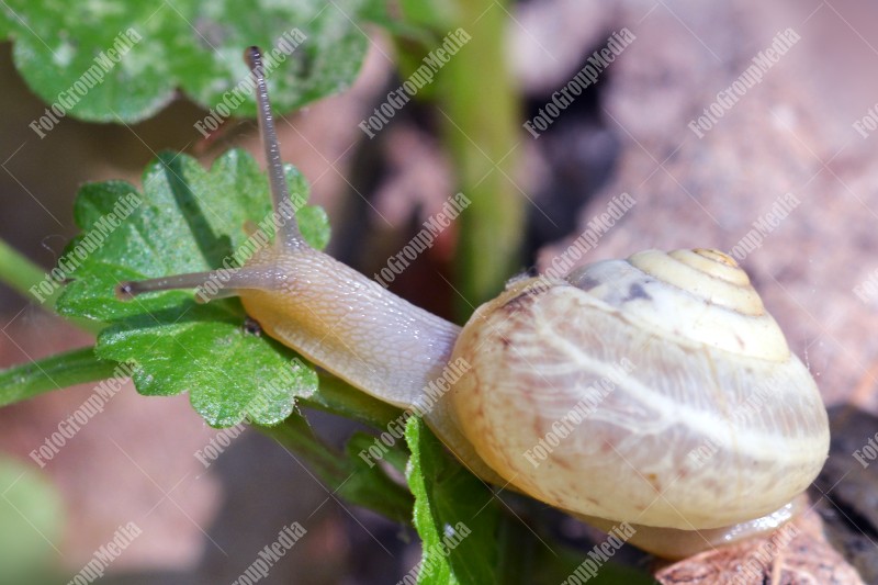 Curious snail
