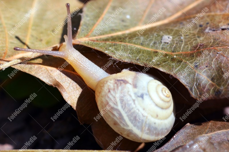 Snail