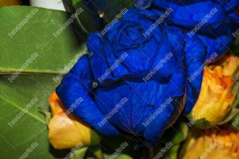 Close up of a blue rose