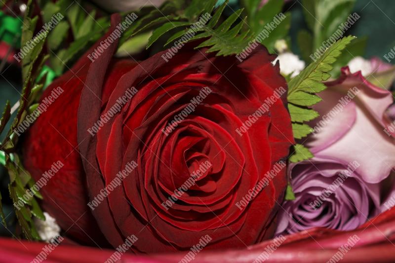 Red rose, central piece of a bouque