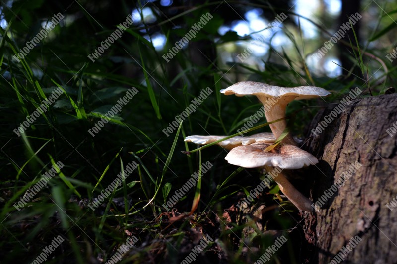 Mushrooms