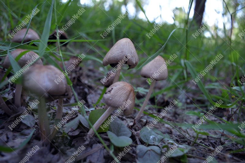 After rain, small mushrooms