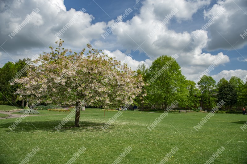 Blooming tree in public garden