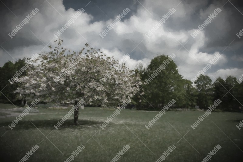 Blooming tree in public garden