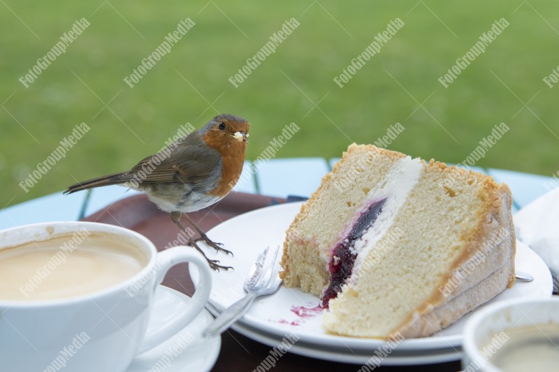 Little Robin , the cake thief