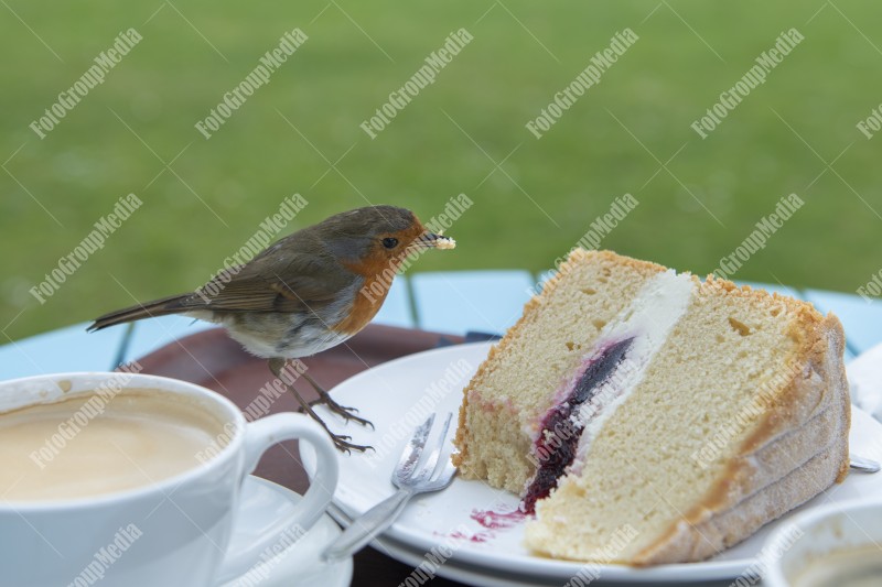 Little robin having desert in a public garden