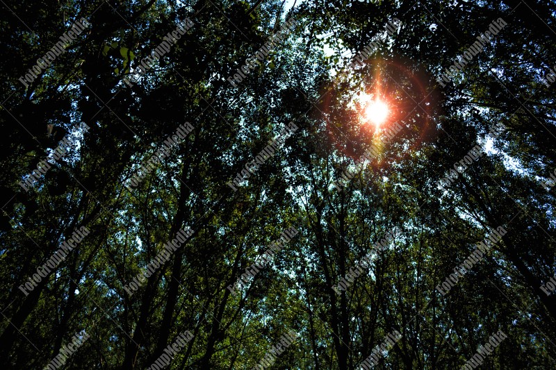 Sunlight and forest canopy