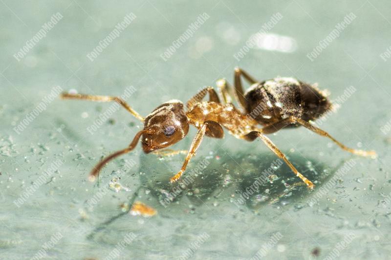 Thirsty ant