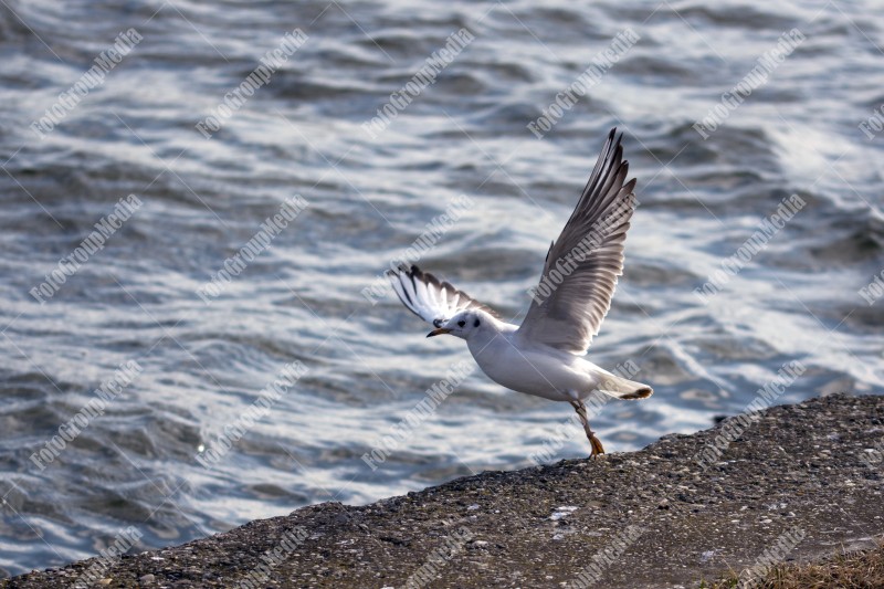 Seagull ready to fly